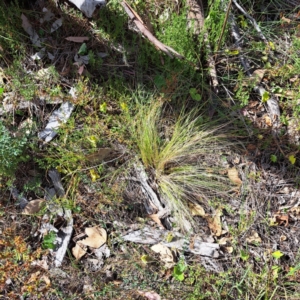 Nassella trichotoma at Mount Majura - 1 Mar 2024 10:50 AM