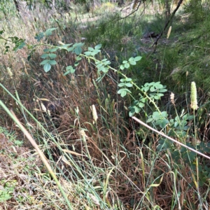 Rosa sp. at Mount Majura - 1 Mar 2024