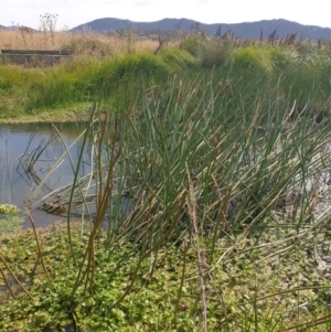 Eleocharis sphacelata at Namadgi National Park - 1 Mar 2024