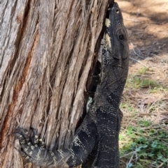 Varanus varius (Lace Monitor) at Bournda, NSW - 25 Feb 2024 by MattYoung