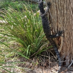 Varanus varius at Bournda, NSW - suppressed