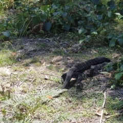 Varanus varius at Bournda, NSW - 25 Feb 2024