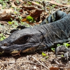 Varanus varius at Bournda, NSW - suppressed