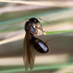 Camponotus sp. (genus) (A sugar ant) at Curtin, ACT - 28 Feb 2024 by Hejor1
