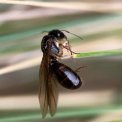 Camponotus sp. (genus) (A sugar ant) at Dawson Street Gardens - 29 Feb 2024 by Hejor1