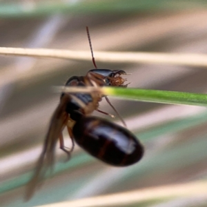 Camponotus sp. (genus) at Dawson Street Gardens - 29 Feb 2024 09:22 AM