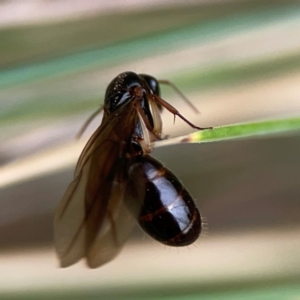 Camponotus sp. (genus) at Dawson Street Gardens - 29 Feb 2024 09:22 AM