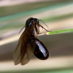 Camponotus sp. (genus) at Dawson Street Gardens - 29 Feb 2024