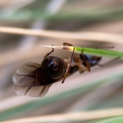Camponotus sp. (genus) at Dawson Street Gardens - 29 Feb 2024