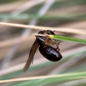 Camponotus sp. (genus) at Dawson Street Gardens - 29 Feb 2024 09:22 AM