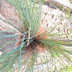 Poa labillardierei (Common Tussock Grass, River Tussock Grass) at Mount Majura - 1 Mar 2024 by abread111