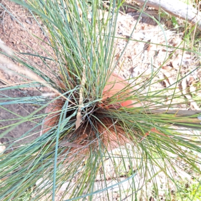 Poa labillardierei (Common Tussock Grass, River Tussock Grass) at Mount Majura - 1 Mar 2024 by abread111