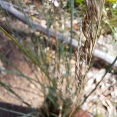 Poa labillardierei at Mount Majura - 1 Mar 2024 11:10 AM