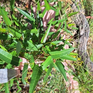 Hardenbergia violacea at Mount Majura - 1 Mar 2024