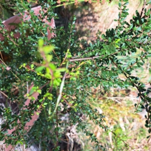 Bursaria spinosa subsp. spinosa at Mount Majura - 1 Mar 2024 11:14 AM