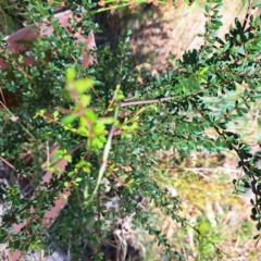 Bursaria spinosa (Native Blackthorn, Sweet Bursaria) at Mount Majura - 1 Mar 2024 by abread111