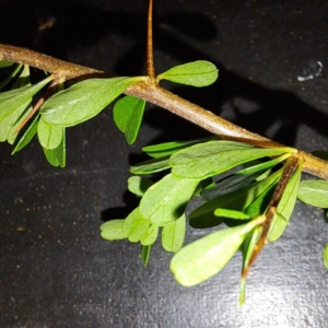 Bursaria spinosa subsp. spinosa at Mount Majura - 1 Mar 2024