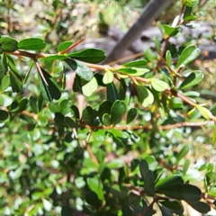 Bursaria spinosa subsp. spinosa at Mount Majura - 1 Mar 2024 11:14 AM