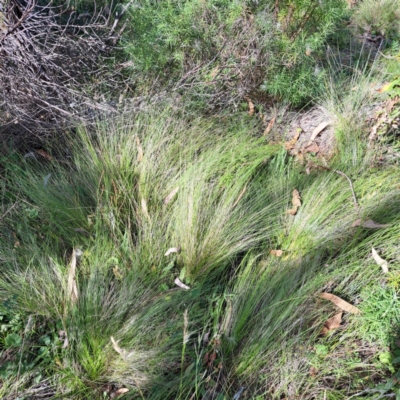 Nassella trichotoma (Serrated Tussock) at Mount Majura - 1 Mar 2024 by abread111