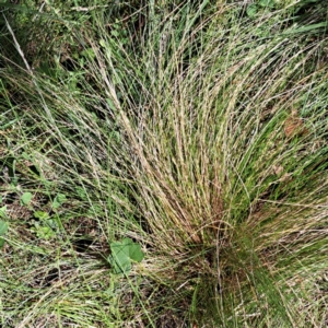 Nassella trichotoma at Mount Majura - 1 Mar 2024