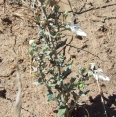 Teucrium racemosum (Grey Germander) at Morton Plains, VIC - 28 Mar 2009 by WendyEM