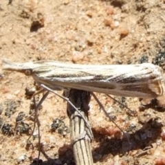 Unidentified Pyralid or Snout Moth (Pyralidae & Crambidae) at Morton Plains, VIC - 28 Mar 2009 by WendyEM