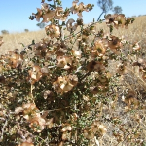 Maireana rohrlachii at Morton Plains, VIC - 28 Mar 2009