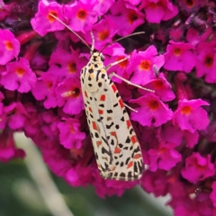 Utetheisa pulchelloides (Heliotrope Moth) at QPRC LGA - 1 Mar 2024 by MatthewFrawley