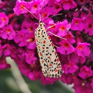 Utetheisa pulchelloides at QPRC LGA - 1 Mar 2024 03:34 PM