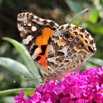 Vanessa kershawi (Australian Painted Lady) at QPRC LGA - 1 Mar 2024 by MatthewFrawley