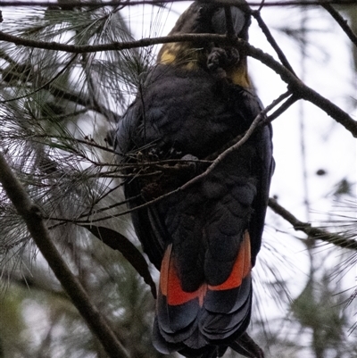 Calyptorhynchus lathami (Glossy Black-Cockatoo) at Penrose - 24 Feb 2024 by Aussiegall