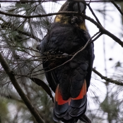 Calyptorhynchus lathami (Glossy Black-Cockatoo) at Wingecarribee Local Government Area - 24 Feb 2024 by Aussiegall