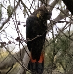 Calyptorhynchus lathami lathami at Penrose - suppressed