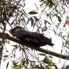 Calyptorhynchus lathami lathami at Penrose - suppressed