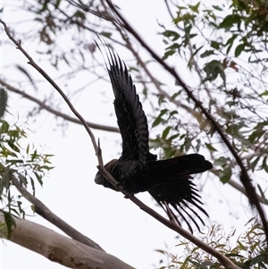 Calyptorhynchus lathami lathami at Penrose - suppressed