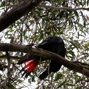 Calyptorhynchus lathami lathami at Penrose - suppressed