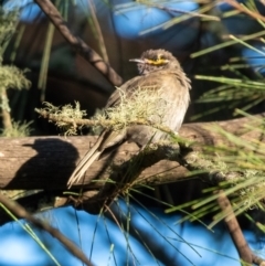 Caligavis chrysops (Yellow-faced Honeyeater) at Wingecarribee Local Government Area - 25 Feb 2024 by Aussiegall