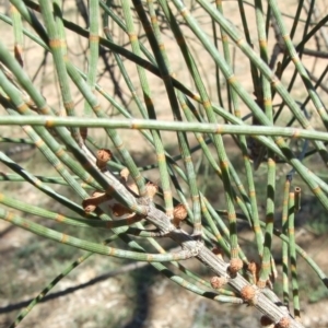 Allocasuarina luehmannii at Morton Plains, VIC - 28 Mar 2009