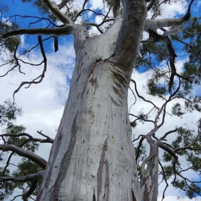 Eucalyptus rossii (Inland Scribbly Gum) at Bruce, ACT - 1 Mar 2024 by Steve818