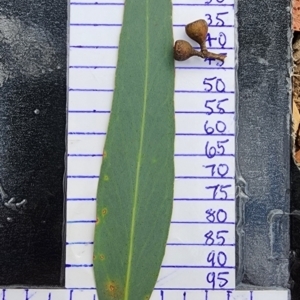 Eucalyptus rossii at Gossan Hill - 1 Mar 2024