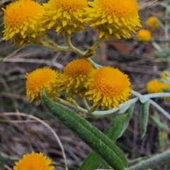 Chrysocephalum apiculatum (Common Everlasting) at Gossan Hill - 1 Mar 2024 by Steve818