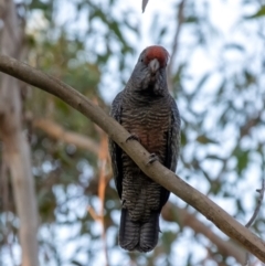 Callocephalon fimbriatum (Gang-gang Cockatoo) at Penrose, NSW - 25 Feb 2024 by Aussiegall