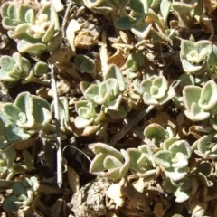 Chenopodium desertorum subsp. microphyllum (Small-Leaf Goosefoot) at Morton Plains, VIC - 28 Mar 2009 by WendyEM