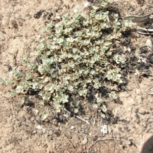 Chenopodium desertorum subsp. microphyllum at Morton Plains, VIC - 28 Mar 2009 02:15 PM