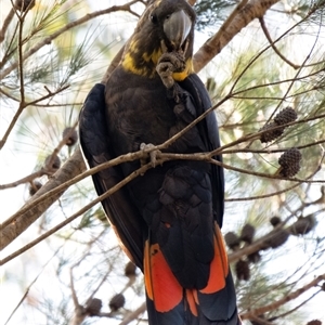 Calyptorhynchus lathami lathami at Penrose - suppressed