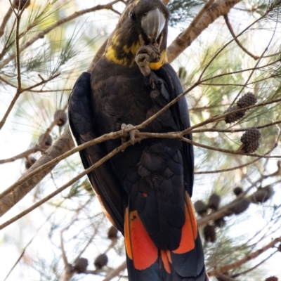 Calyptorhynchus lathami lathami (Glossy Black-Cockatoo) at Penrose, NSW - 27 Feb 2024 by Aussiegall