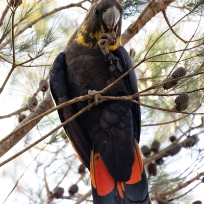 Calyptorhynchus lathami lathami (Glossy Black-Cockatoo) at Penrose - 27 Feb 2024 by Aussiegall