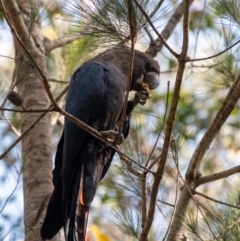 Calyptorhynchus lathami lathami at Penrose - 28 Feb 2024