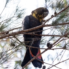 Calyptorhynchus lathami lathami at Penrose - suppressed