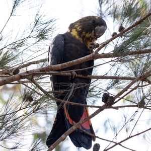 Calyptorhynchus lathami lathami at Penrose - suppressed